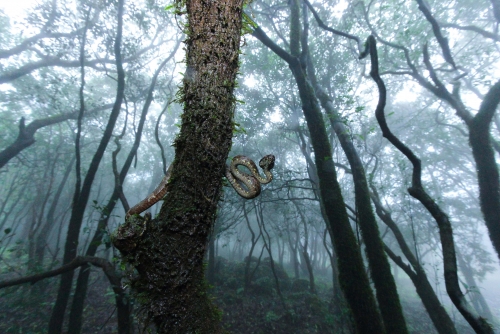 Viper Habitat