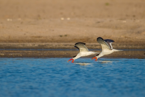 April'18 - May'18 inPA Nature Contest