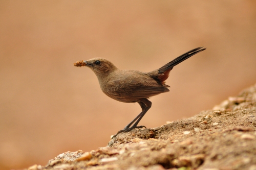Indian robin female 
