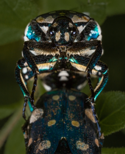 Chafer Bettles