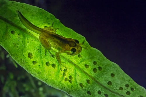 Malabar Gliding Froglet