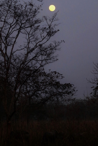 Forest by NIght