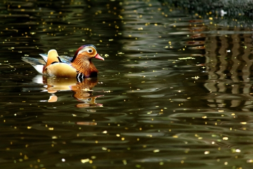 Mandarin Duck