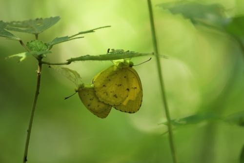 Mating of Oriented Common Grass Yellow Butterfly