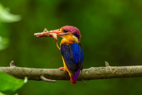 Crown jewel of Kingfishers