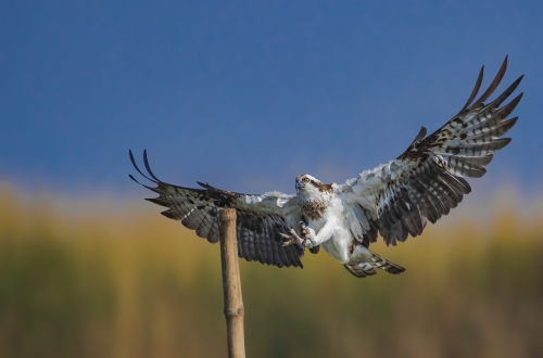 Spread your wings like Osprey 