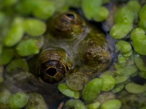 Macro of a frog eye