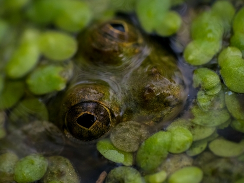 Macro of a frog eye