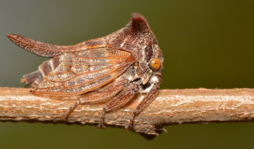 Planthopper