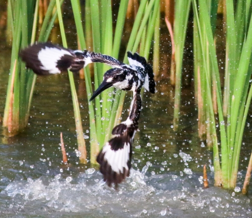 Pied Kingfisher In action