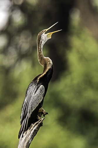 Singing Darter