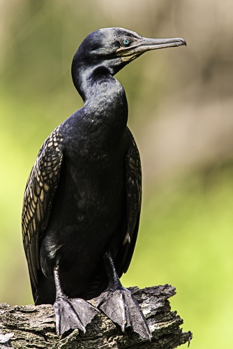 Cormorant Portrait