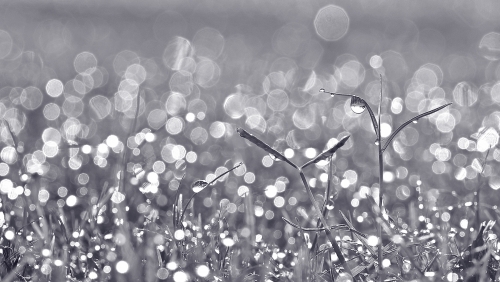 Silver Drops