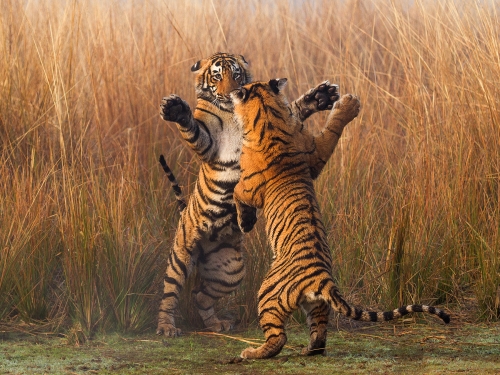 Tiger Tango