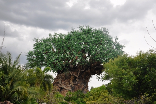 Tree of Life