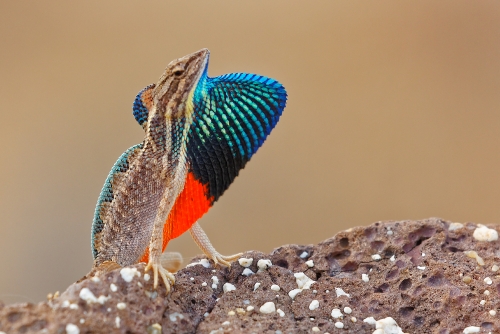 Fan throated Lizard