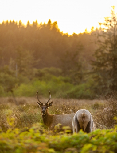 The Right-Angled Elk