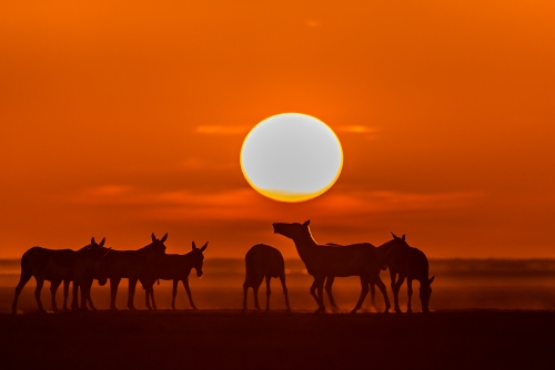 Sunset in Kutch